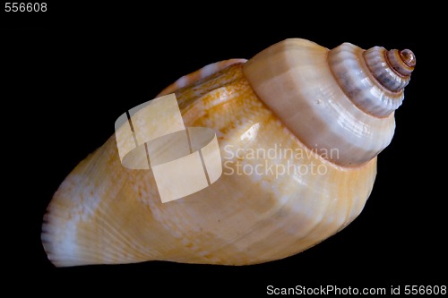 Image of conch shell