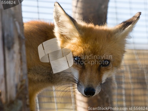 Image of red fox