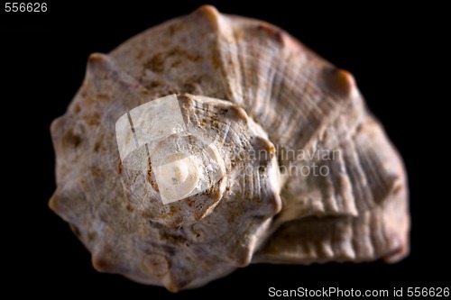 Image of conch shell 