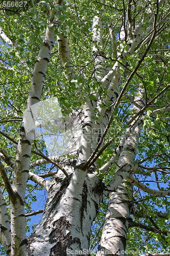 Image of Sky and birch