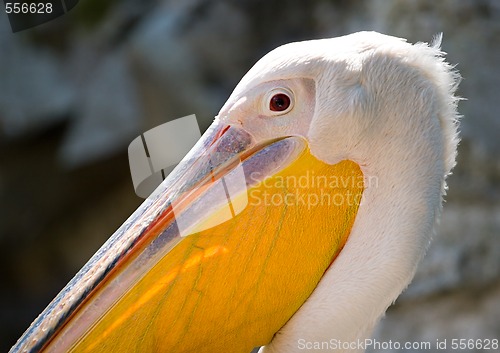 Image of pelican head