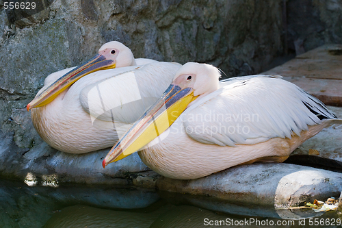 Image of two pelicans