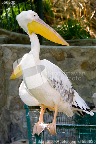 Image of white pelican