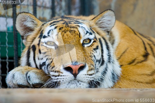 Image of tiger