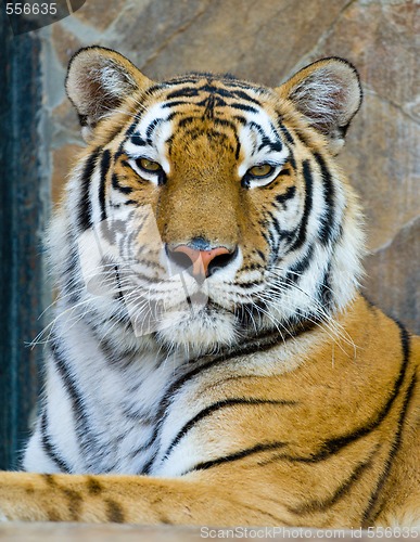 Image of tiger