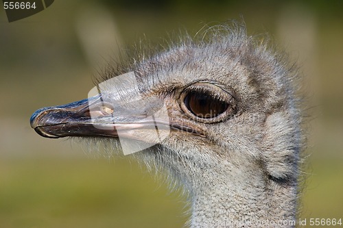 Image of ostrich