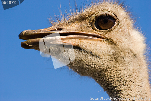 Image of ostrich