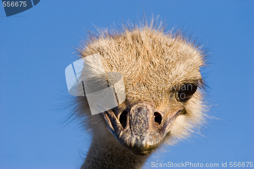 Image of ostrich