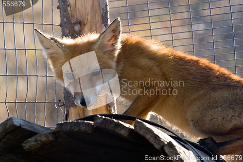 Image of red fox