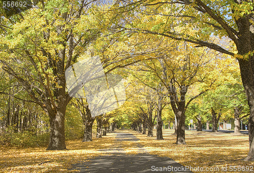 Image of autumn park