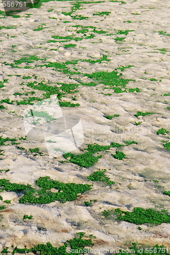 Image of snow on grass