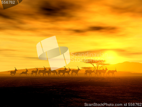 Image of African Spirit - The Walking Tour of African Antelopes