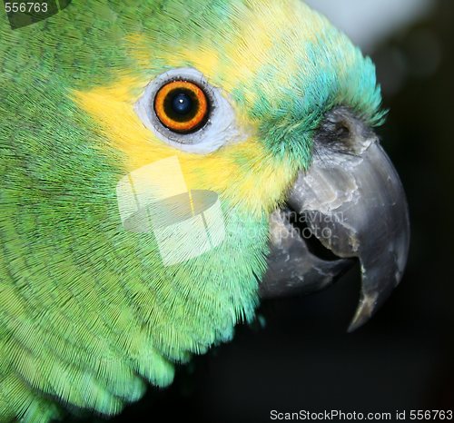 Image of beautiful blue fronted amazon, male