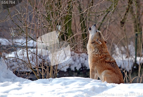 Image of Howling Wolf