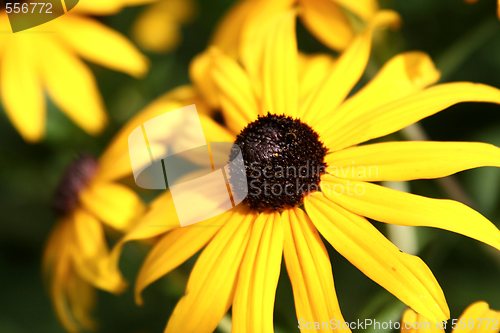 Image of bright yellow coneflower