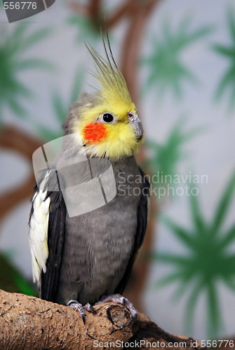 Image of Cockatiel, male