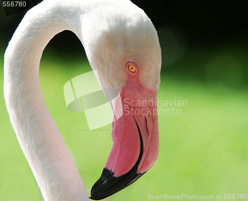 Image of flamingo portrait, close up
