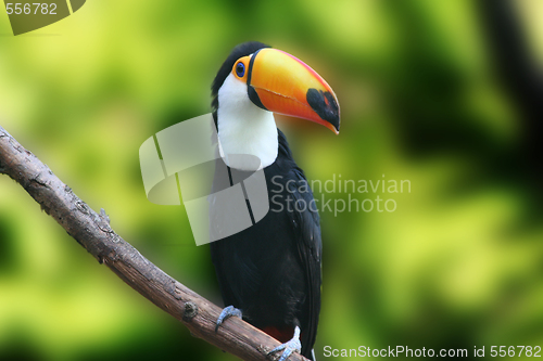 Image of Beautiful Tucan