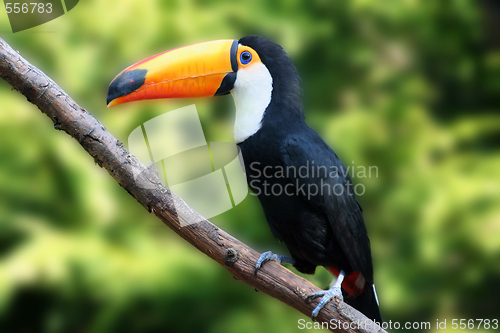 Image of Beautiful Tucan