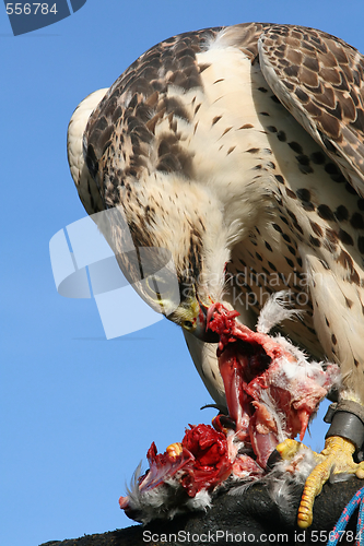 Image of Sakerfalcon with bag