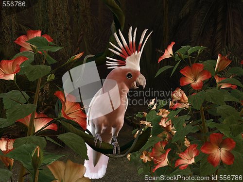 Image of Inca Cockatoo