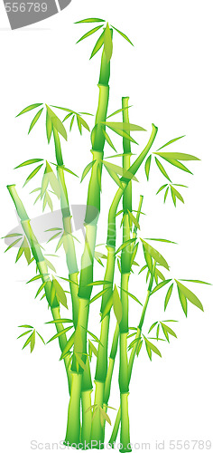 Image of Bamboo