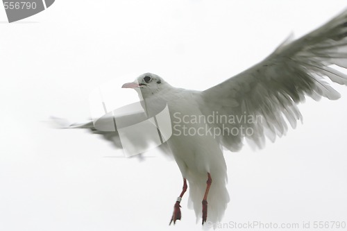 Image of Landing Seagull