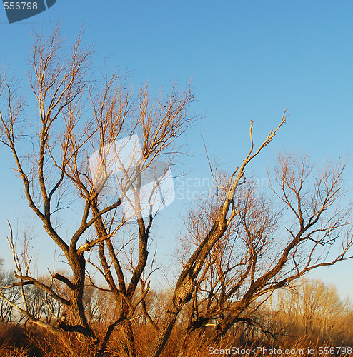 Image of tree