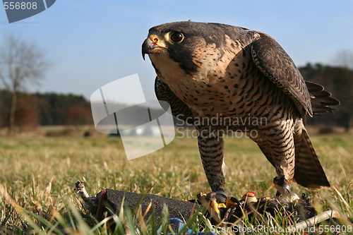 Image of Falcon, training with a lure