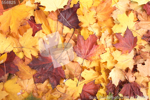 Image of autumn background