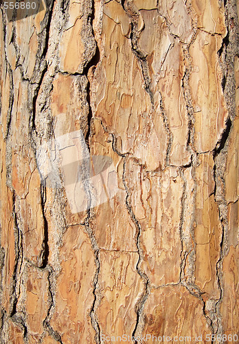Image of bark of tree