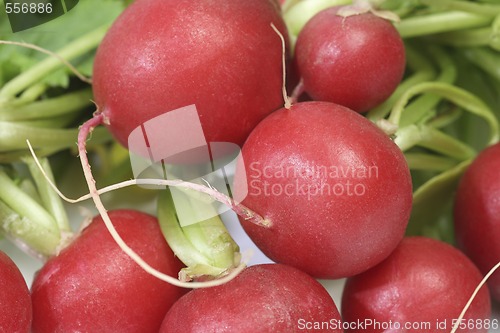 Image of Radish