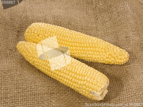 Image of Corn