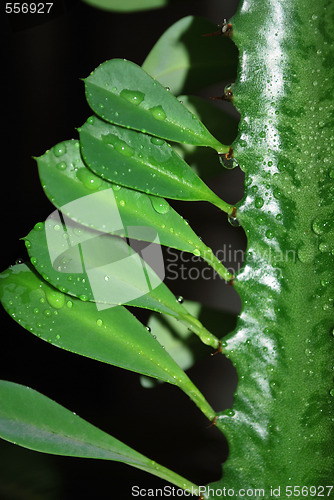 Image of Green Leaves