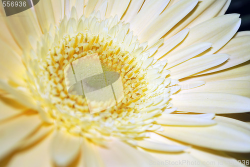 Image of White Flower