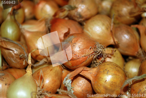 Image of Onion