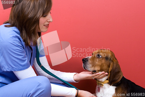 Image of Vet Checkup