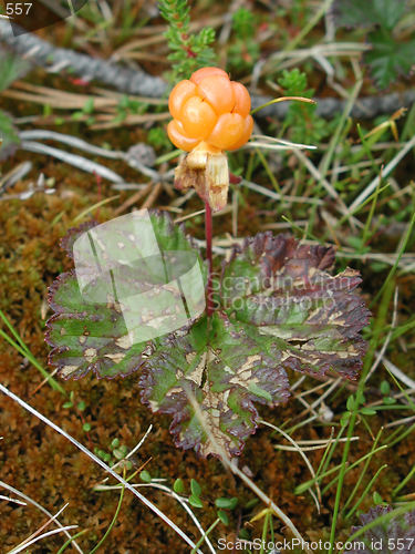 Image of Cloudberry