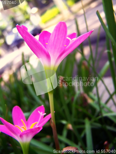 Image of Pink flower