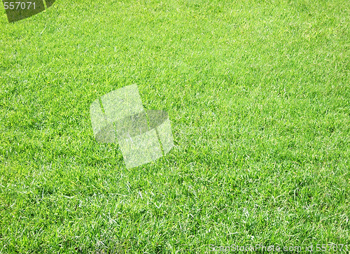 Image of green grass background