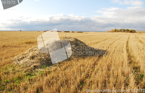 Image of hay