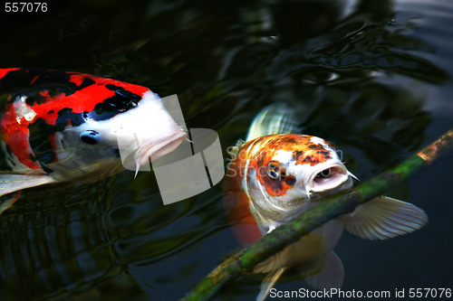 Image of Koi Carp