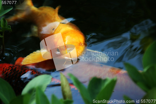 Image of Nishiki Koi