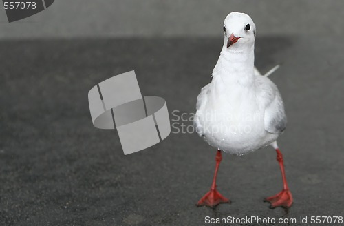 Image of wet and waiting - funny seagull 