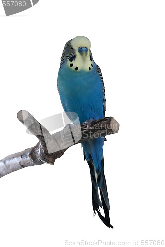 Image of Blue male budgie sitting on a perch, isolated