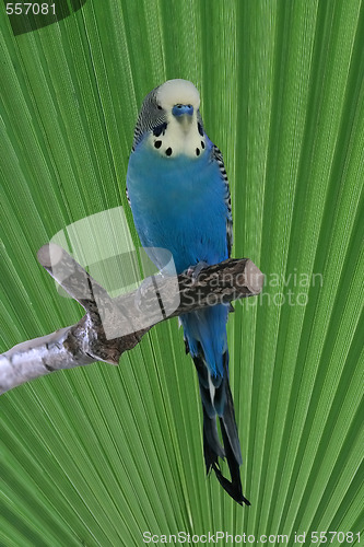 Image of blue budgie on perch