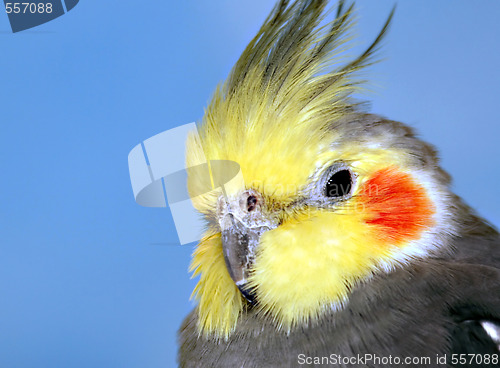 Image of Cockatiel, male