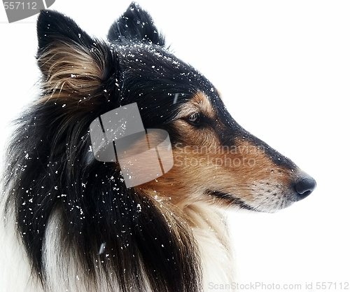 Image of Collie & Snow