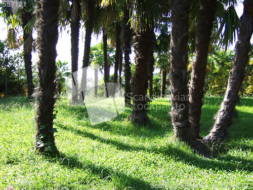 Image of palm grove