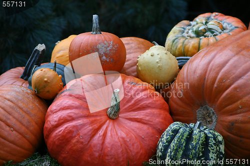 Image of Some very beautiful colored pumpkins